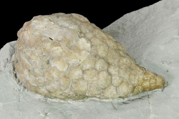 Cystoid (Holocystites) Fossil - Indiana #138843